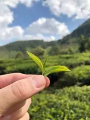 2 lístky a bud - jen ty nejkvalitnější lístky pro výrobu čaje v čajové zahradě Secret hill v Indii