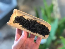 Nilgiri frost black artisan - ručně vyrobený prémiový černý čaj z Indie z Nilgiris - frost tea - detail čajových lístků