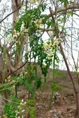 Moringa strom i s květy - Indonésie
