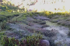 Nilgiri winter frost - listy čajovníky pokryté jinovatkou - leden 2024