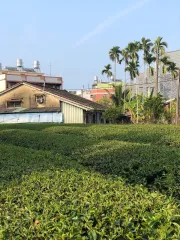 čajová zahrada na Taiwanu v Nantou