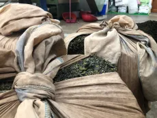 Výroba oolongů na Taiwanu