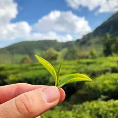 Bud a 2 lístky - s výhledem na čajovou zahradu v Nilgiris