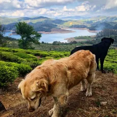 Pohoda na čajové zahradě v Nilgiris