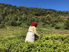Sklizeň frost tea v čajové zahradě v Nilgiris