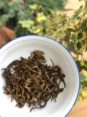 Raw Pu erh Lung Vai z prastarých divokých čajovníků ze Severního Vietnamu - detail mokrého listu