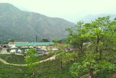 Čajová továrna Singbulli v Darjeelingu - Darjeeling Singbulli second flush