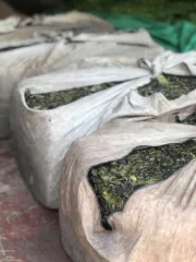Výroba oolongů na severu Thajska