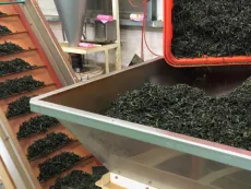 Bao zhong oolong - produkce v distriktu Pinglin na Taiwanu