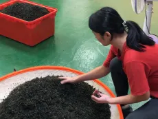 Bao zhong oolong - třídění čajových listků v maloprodukci v distriktu Pinglin na Taiwanu