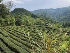 Čajová zahrada v distriktu Pinglin na Taiwanu známá pro produkci slavného oolongu Bao Zhong