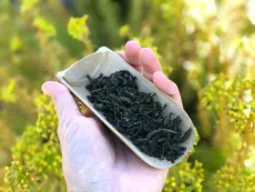 Bao zhong oolong - Pao chung oolong - slavný zelený oolong z čajové oblasti Pinglin na Taiwanu - kvalitní sypaný čaj oolong - detail čajových lístků