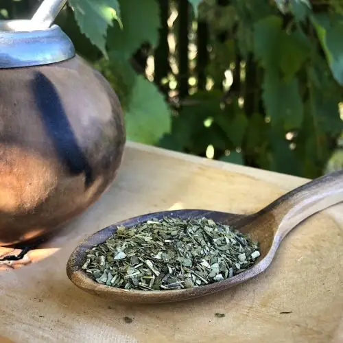 Yerba maté