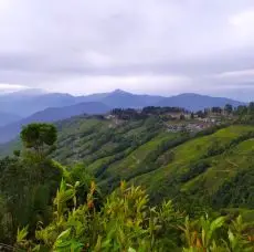 Pohled na čajové zahrady v Darjeelingu