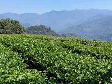 čajové zahrady na Taiwanu v nádherné přírodě