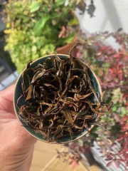 Shanlin xi honey black - skvělý černý čaj z Taiwanu - vzhled mokrého listu