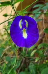 clitoria-ternatea-modrý čaj - fotka z Pixabay od autora Suanpa