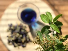 Modrý čaj - clitoria ternatea - motýlí hrášek - motýlý květ - křídla holubice - ručně sbíraný v Himaláji a na slunci sušený květ