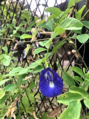 Clitoria ternatea - modrý čaj - vyfoceno v Thajsku v oblasti Chiang Rai u gesthousu kde jsem bydlela