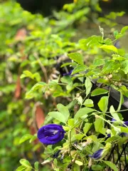 Clitoria ternatea - modrý čaj - vyfoceno v Thajsku v oblasti Chiang Rai u gesthousu kde jsem bydlela