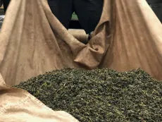 výroba oolongů na jaře v Alishanu na Taiwanu