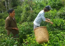 Darjeeling - učím se správně sklizet čaj - bud a první dva lístky