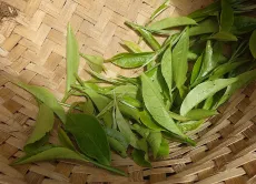 Darjeeling - učím se správně sklizet čaj - bud a první dva lístky - jde to pomalu, ale jistě.jpeg