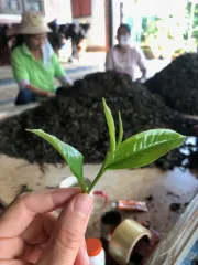 Čerstvě sklizené čajové lístky a ruční třídění sušeného černého čaje - severní Thajsko