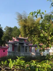 Divoké čajovníky na severu Thajska - téměř všude i na hřbitově