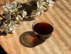 Nálev ze zralého (ripe) pu erhu z divokých čajovníků z hor na severu Thajska