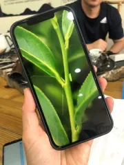 Josh mi ukazuje kobylku (křískovce), který může za medovost Oriental beauty a jiných medových čajů, na mobilu