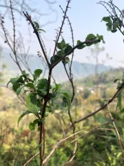 Tulsi - bazalka posvátná - ve volné přírodě v Indii v Darjeelingu