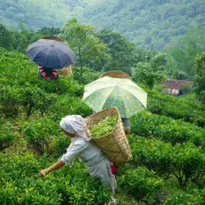 Sběračky čajových lístků v Darjeelingu