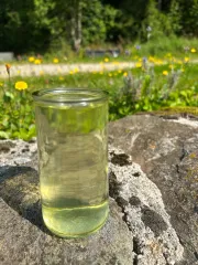 Cold brew ice tea z japonského zeleného čaje Sencha ve sklenici s pozadím šumavské louky