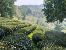 Čajová zahrada s čajovníky určenými pro výrobu oolongů v horách na severu Thajska