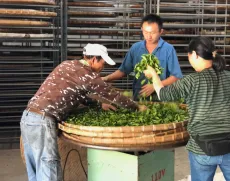 Výroba oolongů na Taiwanu příprava před fází zavadání lístků uvnitř