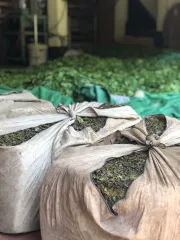 Výroba oolongů na severu Thajska