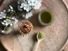 "matcha" ze zeleného vysokohorského oolongu - prémiový práškový čaj z vysokohorského oolongu z Burmy