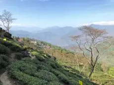 Darjeeling Puttabong Tukvar - čajová zahrada