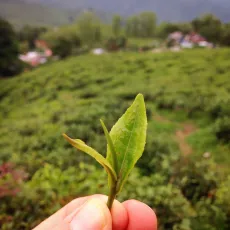 Bud a 2 lístky - s výhledem na čajové zahrady v Darjeelingu