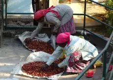 Zpracování kávových třešní v Indii