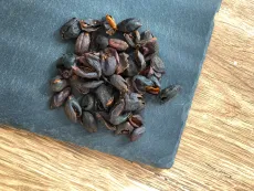 Cascara - promytá z Bolívie - sušená dužina z kávových třešní - detail
