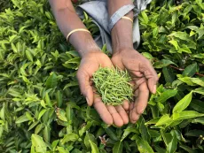 Assam frost Angel tears