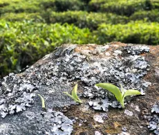 Čerstvě utržené čajové lístky - pouze bud, bud a 1 listek, bud a 2 lístky - v Nilgiris v Indii - zleva pouze bud, bud a 1 lístek, bud a 2 lístky