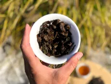 Gui fei oolong Chiang Rai - luxusní honey oolong se severu Thajska - detail mokrých čajových lístků