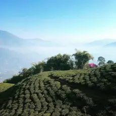Temi tea estate and tea garden - čajová zahrada Temi Sikkim 2