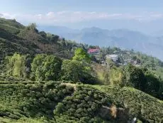 čajová zahrada Darjeeling Puttabong Tukvar