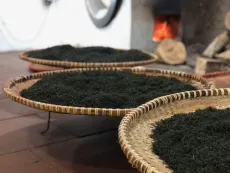 Prémiový zelený čaj z Vietnamu v rodinné továrničce - Emerald Fish hook Tan Cuong - Sušené čajové lístky na bambusových tácech