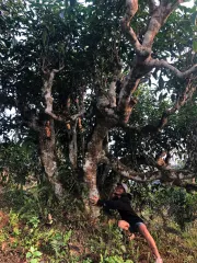 Bohunka z Čajových Bedýnek s divokým čajovníkem na severu Vietnamu