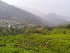 Darjeeling Phuguri - pohled na čajovou zahradu Phuguri v indickém Darjeelingu